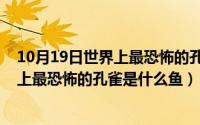 10月19日世界上最恐怖的孔雀是什么鱼类（10月19日世界上最恐怖的孔雀是什么鱼）