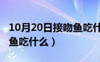 10月20日接吻鱼吃什么东西（10月20日接吻鱼吃什么）