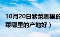 10月20日紫菜哪里的产地好吃（10月20日紫菜哪里的产地好）