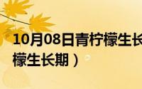 10月08日青柠檬生长期多久（10月08日青柠檬生长期）