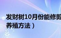 发财树10月份能修剪吗（10月21日发财树的养殖方法）