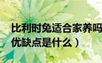 比利时兔适合家养吗（10月21日比利时兔的优缺点是什么）