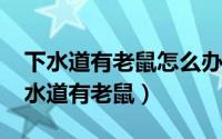 下水道有老鼠怎么办（10月22日洗手池的下水道有老鼠）