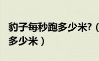 豹子每秒跑多少米?（10月08日豹子每分钟跑多少米）