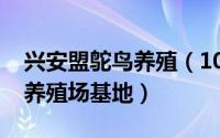 兴安盟鸵鸟养殖（10月22日内蒙古最大鸵鸟养殖场基地）