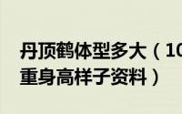 丹顶鹤体型多大（10月22日丹顶鹤宝宝的体重身高样子资料）