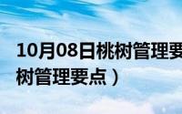 10月08日桃树管理要点有哪些（10月08日桃树管理要点）