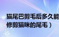 猫尾巴剪毛后多久能长出来（10月08日怎么修剪猫咪的尾毛）