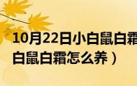 10月22日小白鼠白霜怎么养活（10月22日小白鼠白霜怎么养）