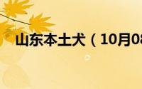 山东本土犬（10月08日山东名犬有哪些）