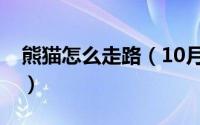 熊猫怎么走路（10月23日熊猫走路怎么形容）