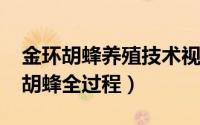 金环胡蜂养殖技术视频（10月24日养殖金环胡蜂全过程）