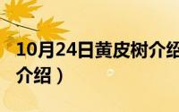 10月24日黄皮树介绍图片（10月24日黄皮树介绍）