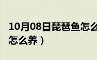 10月08日琵琶鱼怎么养的（10月08日琵琶鱼怎么养）