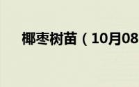 椰枣树苗（10月08日椰枣树养殖方法）