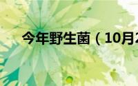 今年野生菌（10月24日野生菌是什么）