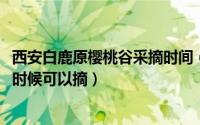 西安白鹿原樱桃谷采摘时间（10月25日西安白鹿原樱桃什么时候可以摘）