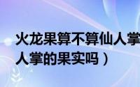 火龙果算不算仙人掌（10月08日火龙果是仙人掌的果实吗）