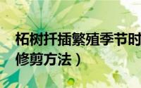 柘树扦插繁殖季节时间（10月24日柘榴树的修剪方法）