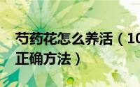 芍药花怎么养活（10月25日新手养芍药花的正确方法）