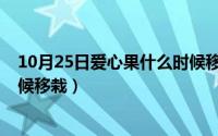 10月25日爱心果什么时候移栽好（10月25日爱心果什么时候移栽）