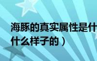 海豚的真实属性是什么（10月24日海豚雄性什么样子的）