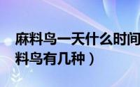 麻料鸟一天什么时间最愿意叫（10月24日麻料鸟有几种）