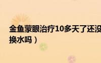 金鱼蒙眼治疗10多天了还没好（10月08日金鱼蒙眼要每天换水吗）