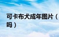 可卡布犬成年图片（10月25日可卡布犬好养吗）