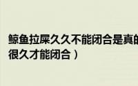 鲸鱼拉屎久久不能闭合是真的嘛（10月25日鲸鱼拉粪为什么很久才能闭合）