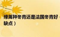 绿篱种冬青还是法国冬青好（10月26日法国冬青做绿篱的优缺点）