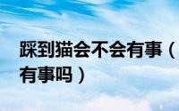 踩到猫会不会有事（10月26日踩到猫咪肚子有事吗）