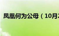 凤凰何为公母（10月27日凤凰怎么分公母）