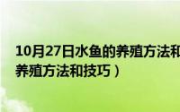 10月27日水鱼的养殖方法和技巧是什么（10月27日水鱼的养殖方法和技巧）