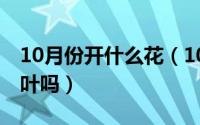 10月份开什么花（10月08日丁香是先开花后叶吗）