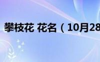 攀枝花 花名（10月28日攀枝花花名的由来）