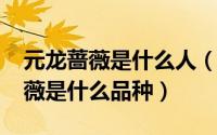 元龙蔷薇是什么人（10月29日元龙里面的蔷薇是什么品种）