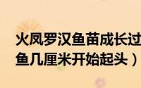 火凤罗汉鱼苗成长过程（10月29日火凤罗汉鱼几厘米开始起头）