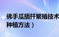 佛手瓜插扦繁殖技术（10月29日佛手瓜插枝种植方法）