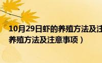 10月29日虾的养殖方法及注意事项是什么（10月29日虾的养殖方法及注意事项）