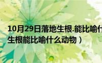 10月29日落地生根.能比喻什么动物和生肖（10月29日落地生根能比喻什么动物）