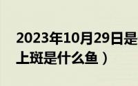 2023年10月29日是什么日子（10月29日海上斑是什么鱼）