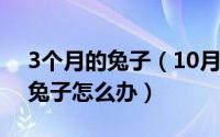 3个月的兔子（10月30日男朋友喜欢吃我小兔子怎么办）