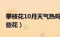 攀枝花10月天气热吗（10月31日攀枝花有哪些花）