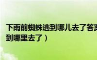 下雨前蜘蛛逃到哪儿去了答案视频（11月01日下雨前蜘蛛逃到哪里去了）