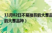 11月02日不易抽苔的大葱品种有哪些（11月02日不易抽苔的大葱品种）