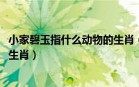 小家碧玉指什么动物的生肖（11月03日小家碧玉可以指什么生肖）