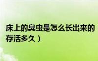 床上的臭虫是怎么长出来的（11月04日床上臭虫卵一般可以存活多久）