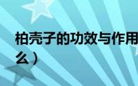 柏壳子的功效与作用（11月04日柏壳子是什么）