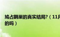 鸠占鹊巢的真实结局?（11月05日电影鸠占鹊巢讲述的是真的吗）